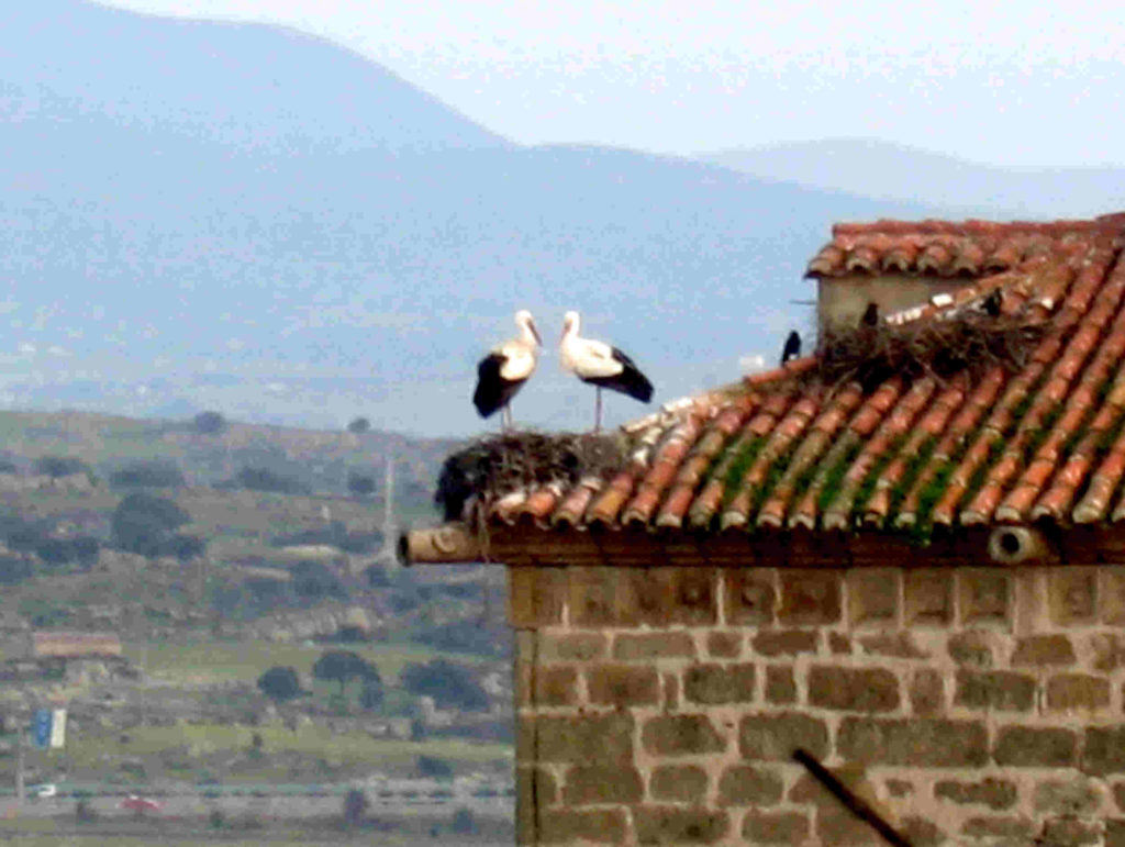 cigognes sur les toits de Trujillo